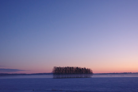 windproof forest in winter morning