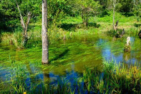 beautiful river in summer hokkaidoの写真素材