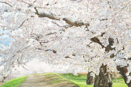 someiyoshino cherry blossoms in japan