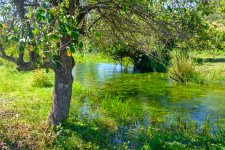 beautiful river in summer hokkaidoの写真素材