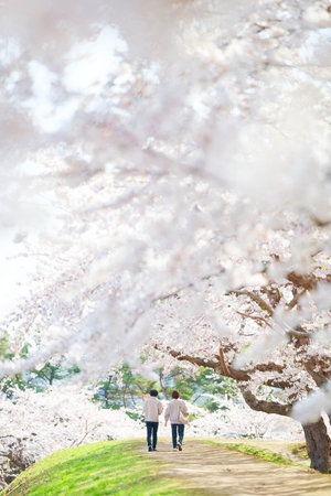 someiyoshino cherry blossoms in japanの写真素材
