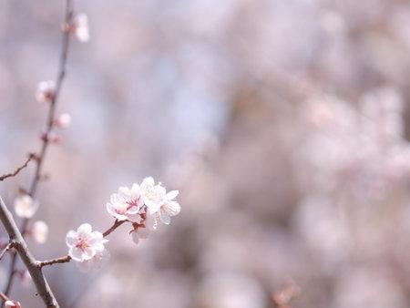 close up cherry blossom petalsの写真素材