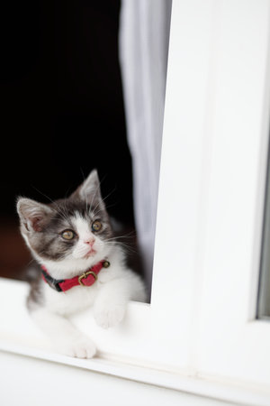 kitten peeking out of the windowの写真素材