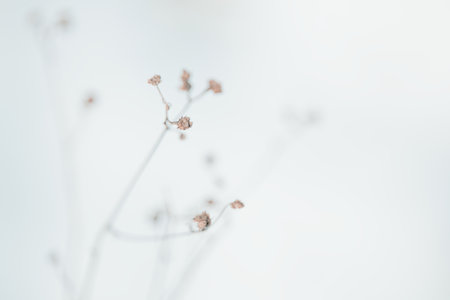 dead grass in winter hokkaidoの写真素材