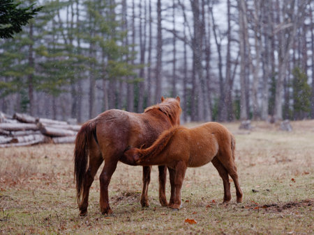 dosanko horse in winter pastureの写真素材