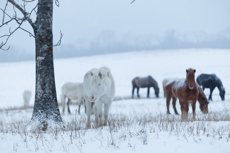 dosanko horse in winter pastureの写真素材