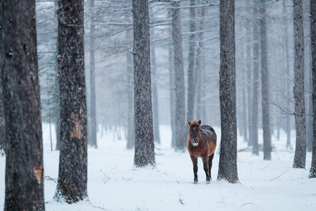 dosanko horse in winter pastureの写真素材