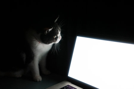 cute cat near the laptopの写真素材