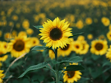 sunflower field and blue skyの写真素材