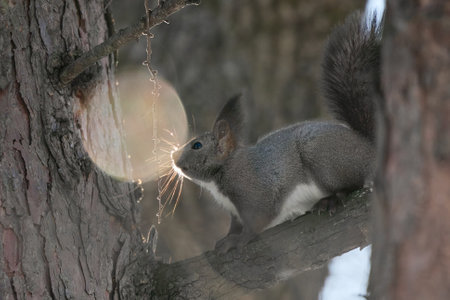 one squirrel on the treeの写真素材
