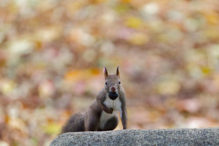 one squirrel in autumn hokkaidoの写真素材