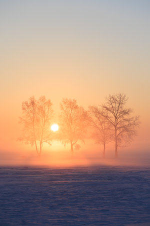 frost covered tree and sunriseの写真素材