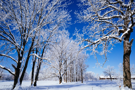 frost covered tree and blue skyの写真素材