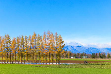 windproof forest in autumn hokkaido