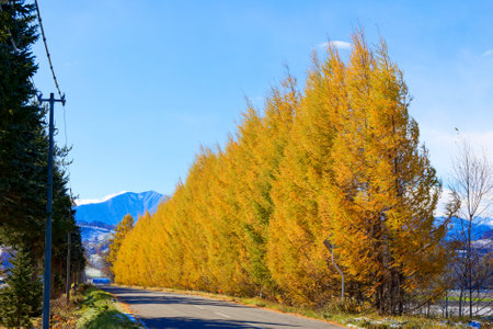 windproof forest in autumn hokkaidoの写真素材