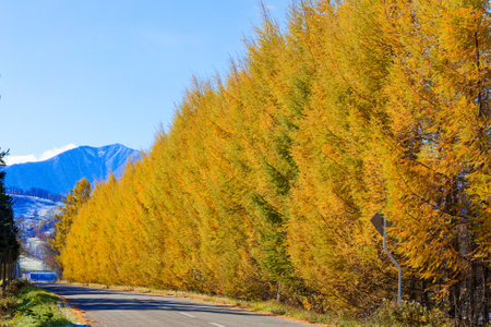 windproof forest in autumn hokkaidoの写真素材