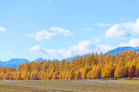 windproof forest in autumn hokkaidoの写真素材