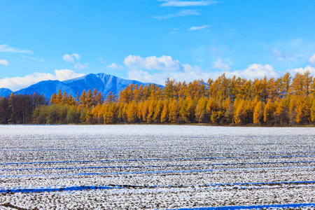 windproof forest in autumn hokkaidoの写真素材