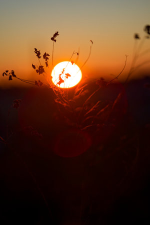 dead grass and sunrise in winterの写真素材