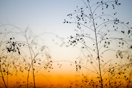 dead grass and sunrise in winter