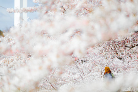 someiyoshino cherry blossoms in japanの写真素材
