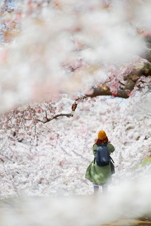someiyoshino cherry blossoms in japanの写真素材