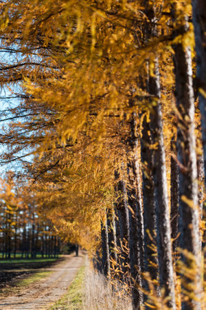 windproof forest of pine in autumnの写真素材