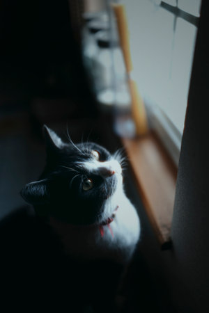 one cat near the windowの写真素材