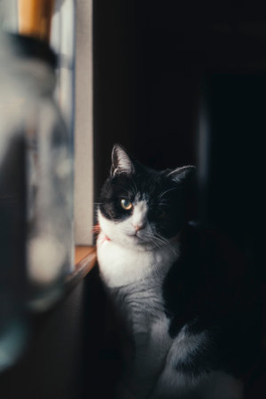 one cat near the windowの写真素材