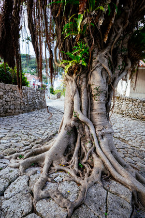 Old cobblestone road in Okinawaの写真素材
