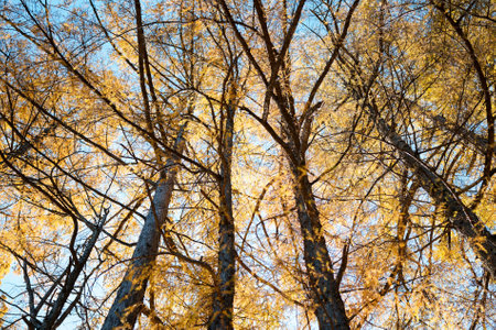 pine forest in autumn hokkaidoの写真素材