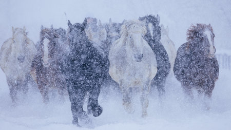 running horse in winter hokkaidoの写真素材