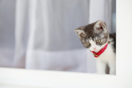 cute kitten near the windowの写真素材