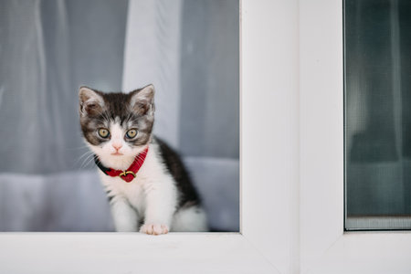 cute kitten near the windowの写真素材