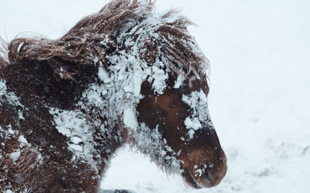 horse in winter forest hokkaidoの写真素材