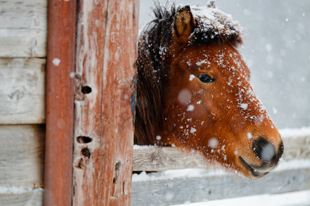 dosanko horse in winter pastureの写真素材