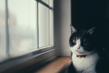 one cat near the windowの写真素材