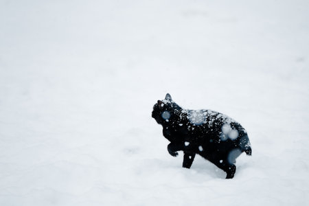 Black cat on a snowy dayの写真素材