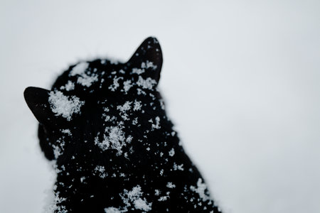 Black cat on a snowy dayの写真素材