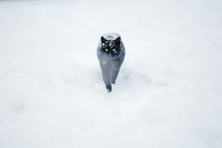 Black cat on a snowy dayの写真素材