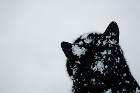 Black cat on a snowy dayの写真素材