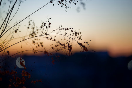 dead plant in winter morningの写真素材