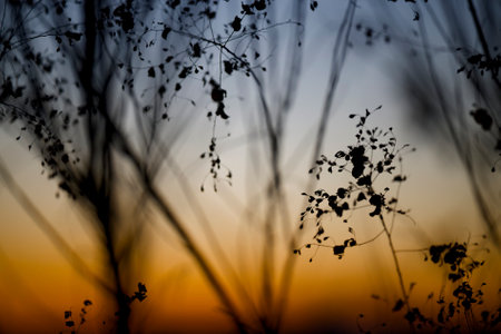 dead plant in winter morningの写真素材