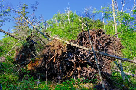 fallen tree in green forest
