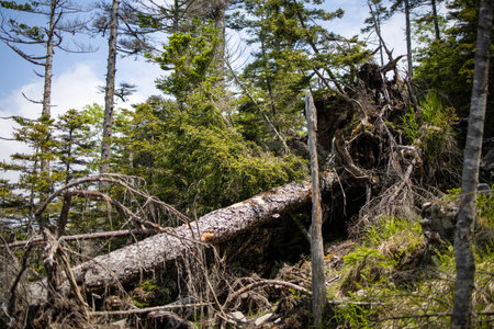 fallen tree in green forest