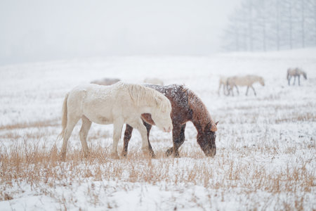 horse in winter forest hokkaidoの写真素材