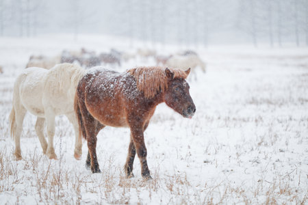 horse in winter forest hokkaidoの写真素材