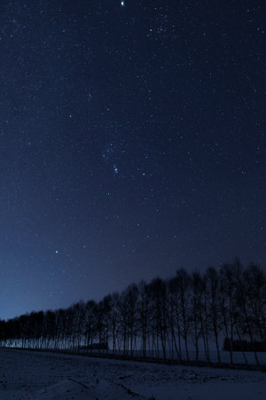 star and green field in summerの写真素材