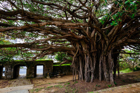 Banyan tree in sougen templeの写真素材