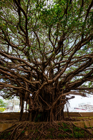 Banyan tree in sougen templeの写真素材